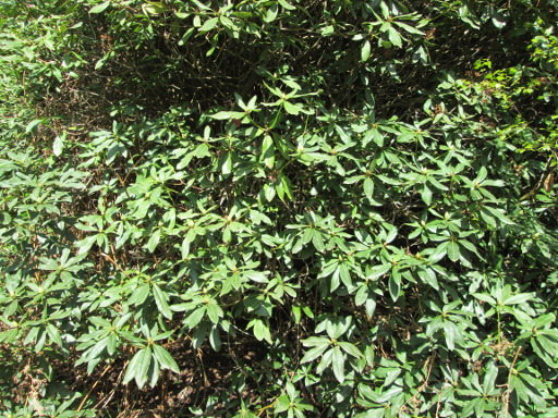 Non-blossoming rhododendron