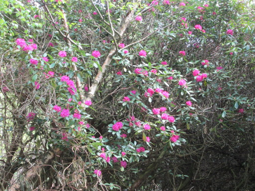 Purple rhododendron bush