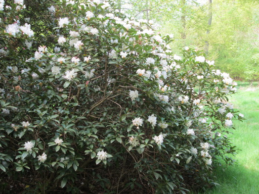 White rhododendron bush