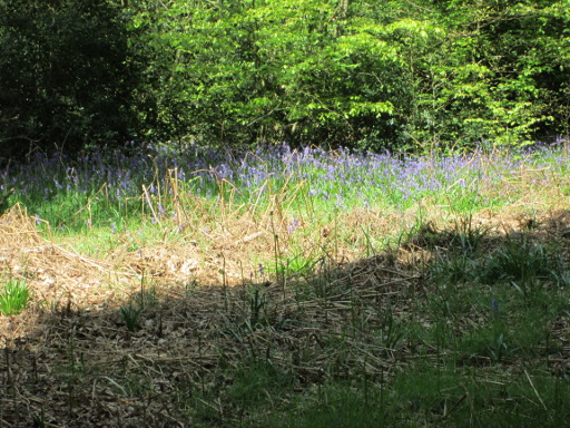 Bluebells in the open